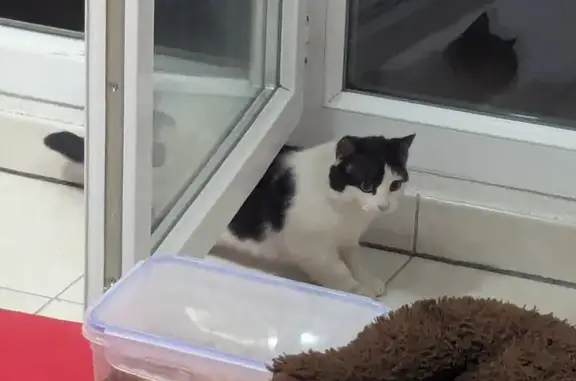 Chat errant à Muret, adoption? - photo