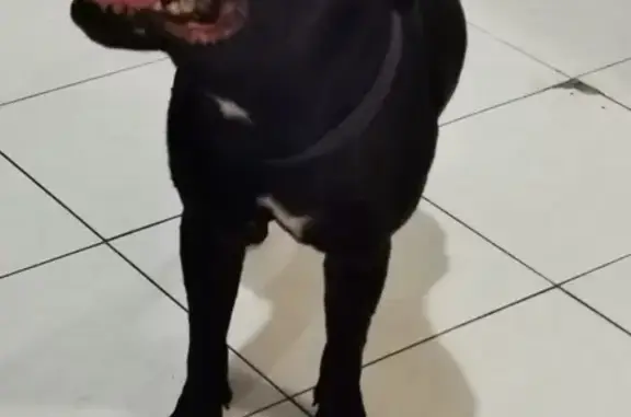 Staffy noir perdu trouvé à St-Denis - photo