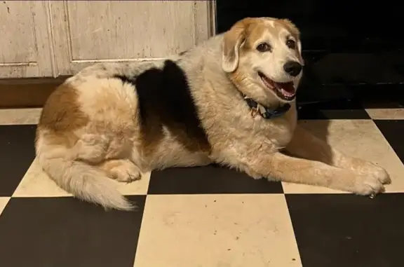 Help Find Ivy: Elderly Beagle Mix in Alton