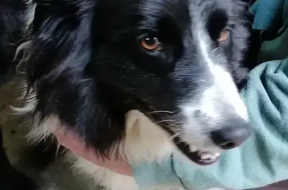 Animaux trouvés Saint-Yrieix-la-Perche, photo: Chien Border collie perdu à Saint-Yrieix