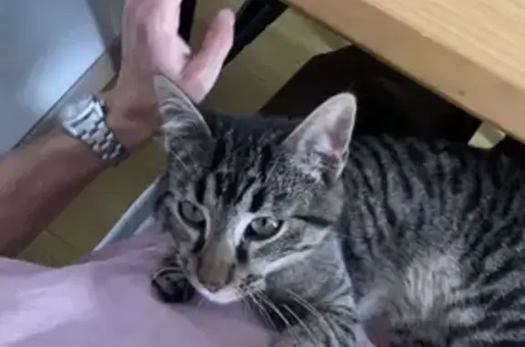 Chaton gris tigré trouvé à Biarritz - photo