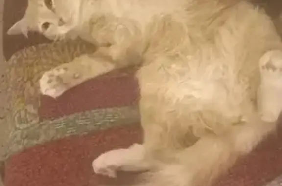 Chat perdu, Bastia, photo: Chatte crème/blanche perdue à Bastia