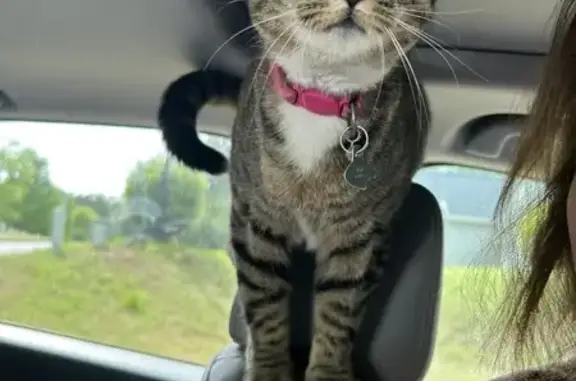 Lost Tabby Cat in Buford, GA - Help Find Her!