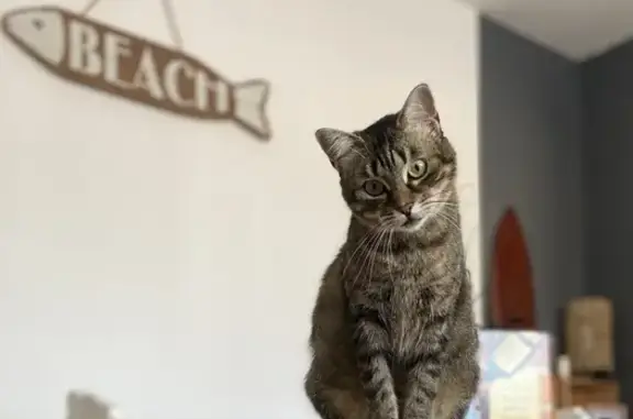 Chat perdu, Mimizan, photo: Chatte Naya perdue à Mimizan 🚨