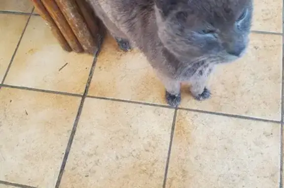 Chat gris famélique trouvé à Hennebont - photo
