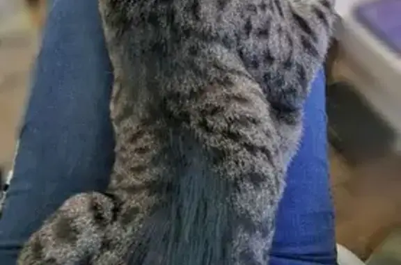 Lost Tabby Cat in Sydney - Call 0434248267