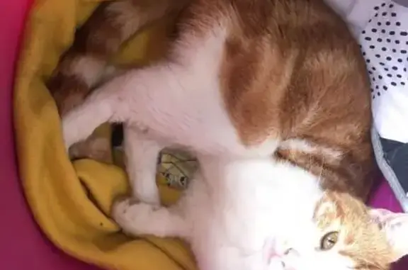 Chat roux affectueux trouvé au Mans - photo