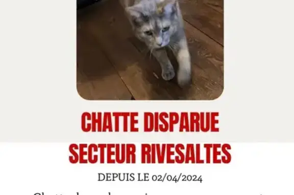 Chat perdu, Rivesaltes, photo: Chat perdu à Rivesaltes, Foch 49