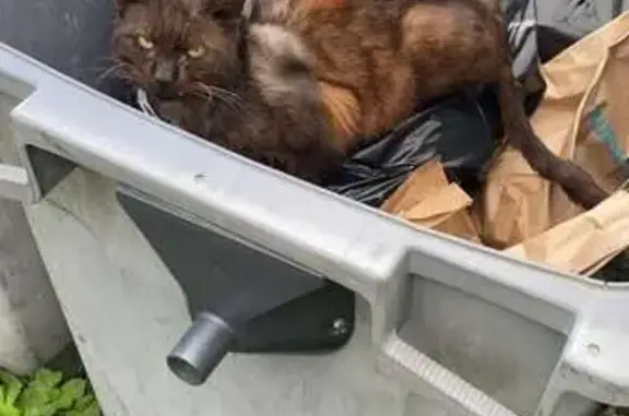 Chat maigre trouvé près de Super U - photo