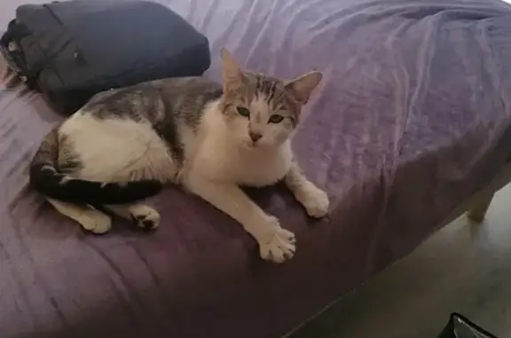 Chat mâle trouvé à Perpignan - photo