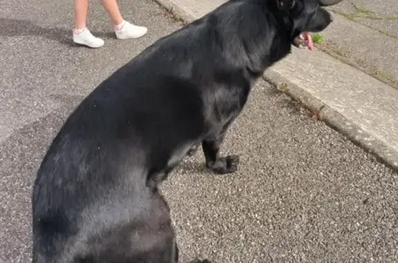 Chien Berger Noir Perdu - photo