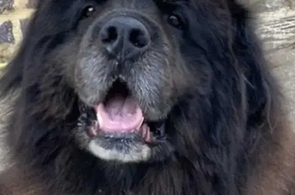 Chien perdu Rennes, photo : IAGO, Terre-neuve perdu à Rennes