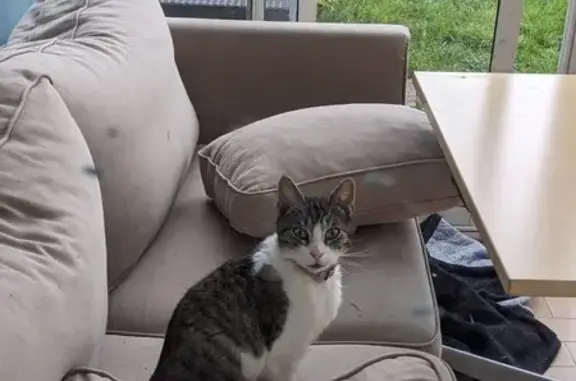 Chat perdu à Brinon retrouvé - photo