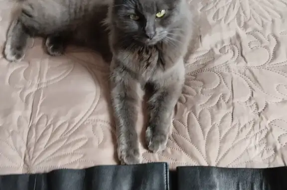 Chatte grise cherche foyer - photo
