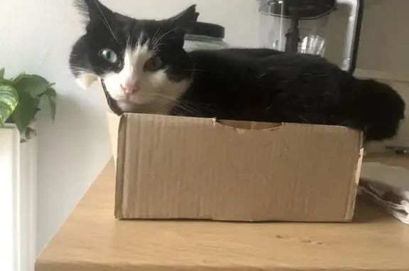 Animaux perdus Acigné, photo: Chat noir et blanc perdu à Acigné