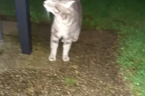 Chat gris apeuré trouvé à Elven - photo