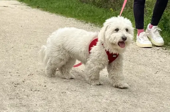 Chien perdu Notre-Dame-de-Mésage, photo : Chienne bichon blanche perdue