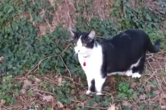 Animaux perdus Saint-Martin-d'Hères, photo: Chat noir et blanc perdu