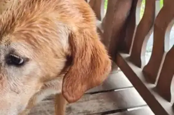 Chien gentil et maigre trouvé - photo