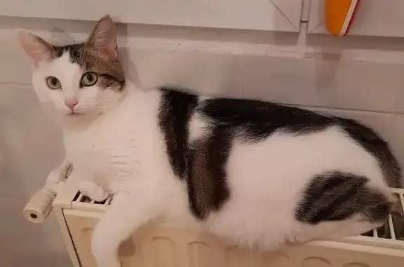 Animaux perdus Reims, photo: Chat blanc/tigré perdu à Reims
