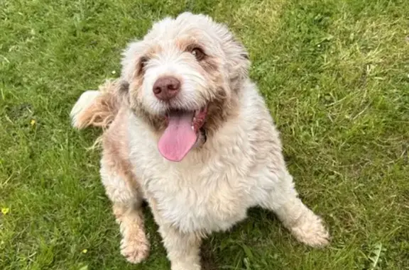 Chien crème/marron trouvé à Béville - photo