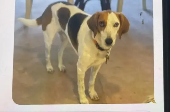 Lost Coonhound Near Ruckersville - Help Find Him!