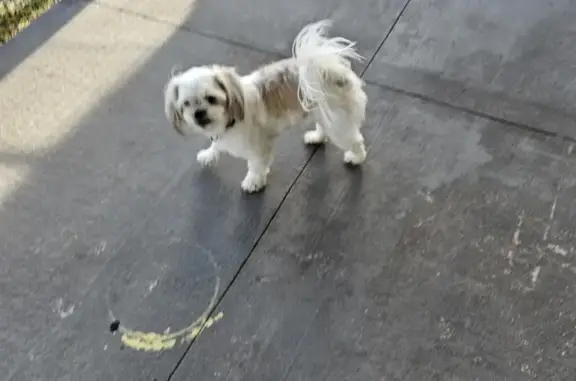 Found Puppy Alert: Young Shitzu on Wells Ave!