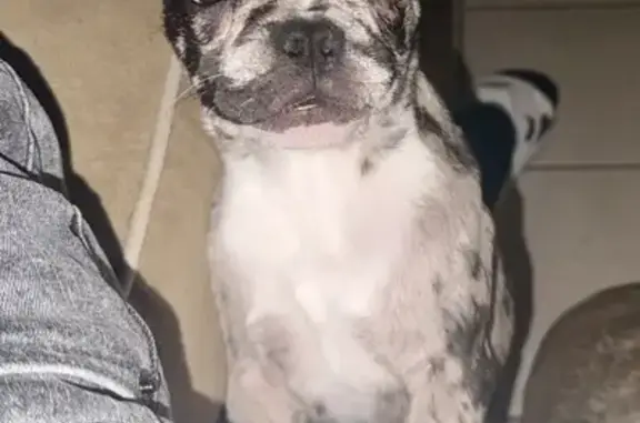 Lost French Bulldog Puppy on West Bellfort!
