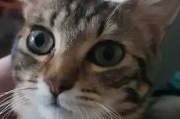 Animaux perdus , photo: Chatte tigrée perdue - Crêts-en-Belledonne