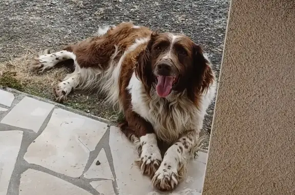 Chien croisé âgé trouvé à Lias - photo