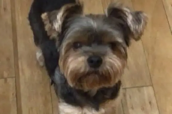 Help Find Lucky: Lost Yorkie in Miami!