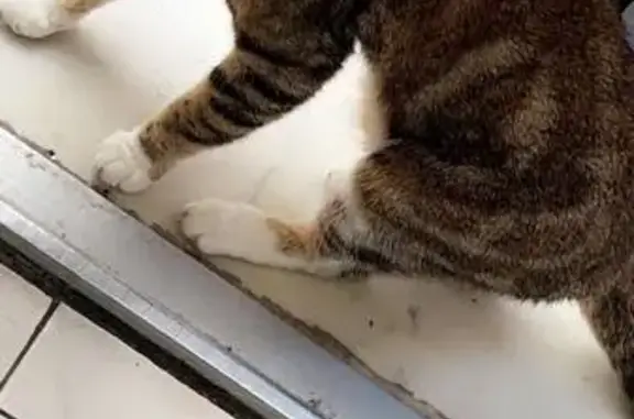 Chat tigré perdu trouvé à Anzin - photo