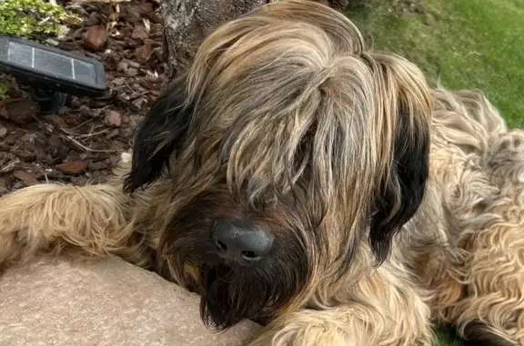 Chien perdu Givry, photo : Chien Briard Perdu à Givry