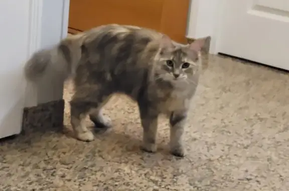 Animaux perdus Champigny-sur-Marne, photo: Chatte grise perdue à Coeuilly
