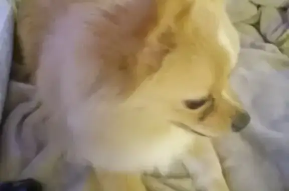 Lost Pomeranian Butter - 38153 Beach Park!