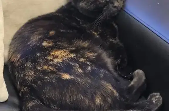 Animaux perdus Baulne, photo: Chatte craintive Zarina perdue
