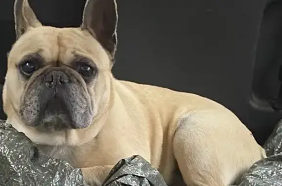 Bouledogue beige Inoa perdu - photo