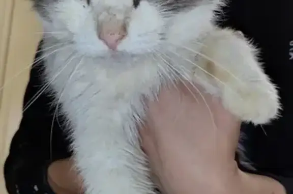 Chat gris et blanc semi-aveugle trouvé - photo