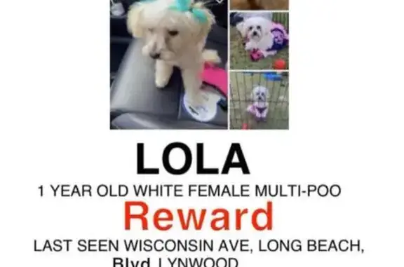Lost Dog Lola: Friendly & Frightened - Lynwood