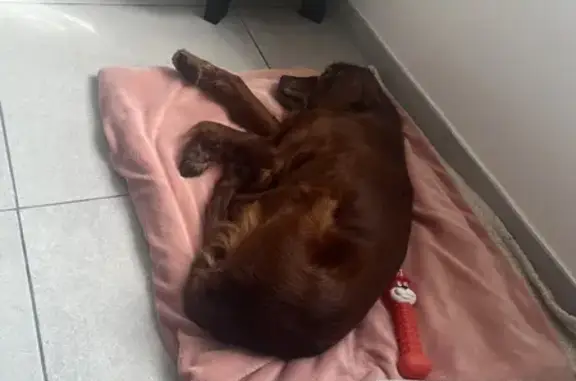 Chien setter marron trouvé à Attin - photo