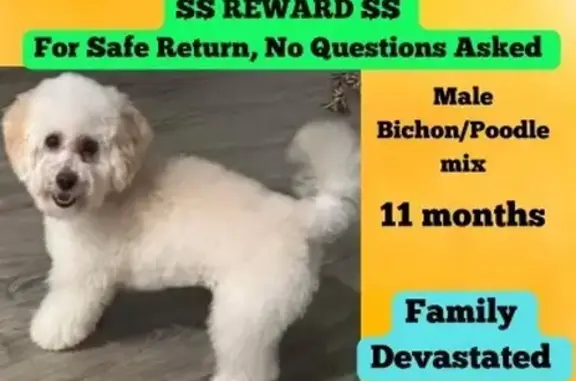 Lost Bichon Poodle in Bridgeport - Help!