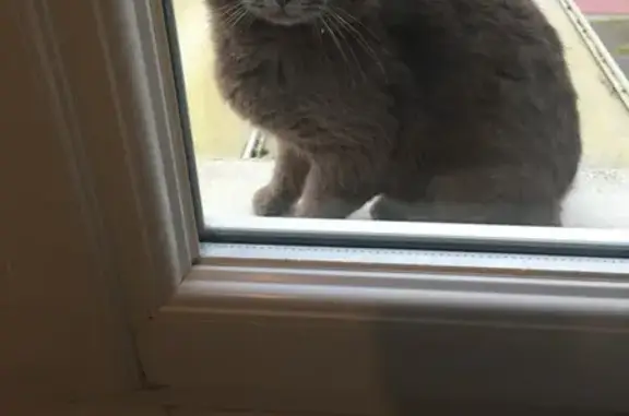 Chat gris trouvé à Saint-Nazaire - photo