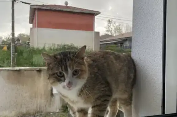 Chat retrouvé à St-Paul-lès-Dax - photo