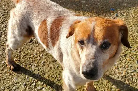 Chien trouvé , photo: Chien croisé épagneul trouvé