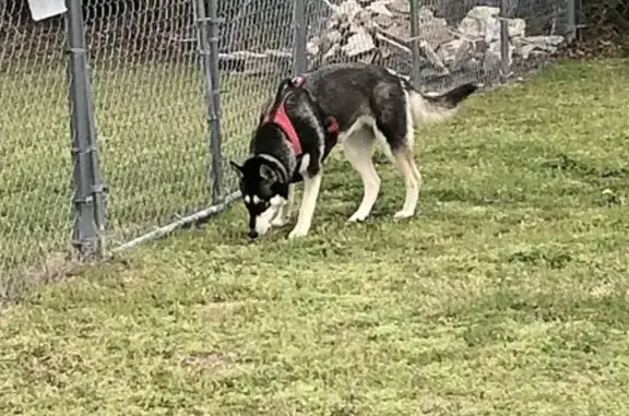 Found Dogs: Shepard & Husky Females Near Dunn!