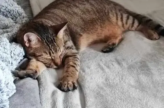 Chat tigré trouvé à Clermont - photo