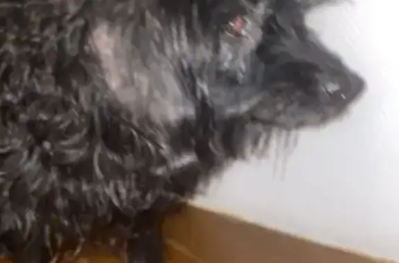 Chien frisé trouvé à Lusignan-Petit - photo