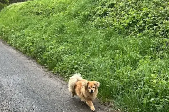 Chien perdu près de Courtenay 38 - photo