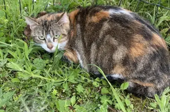 Animaux trouvés Amilly, photo: Chat retrouvé au 186, Terres Blanches