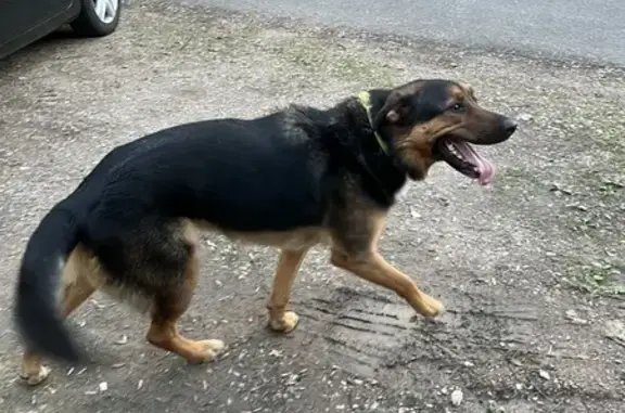 Chien doux trouvé sans ID, La Marche - photo